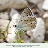 polyommatus dagestanicus male chirkata1